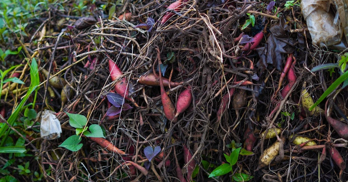 Finished compost pile with decomposed materials, food scraps, and garden waste showing inventory management compostable.